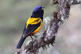 Golden-backed Mountain Tanager