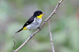 Yellow-backed Tanager