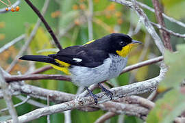 Yellow-backed Tanager