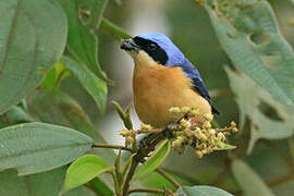 Fawn-breasted Tanager