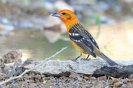 Flame-colored Tanager