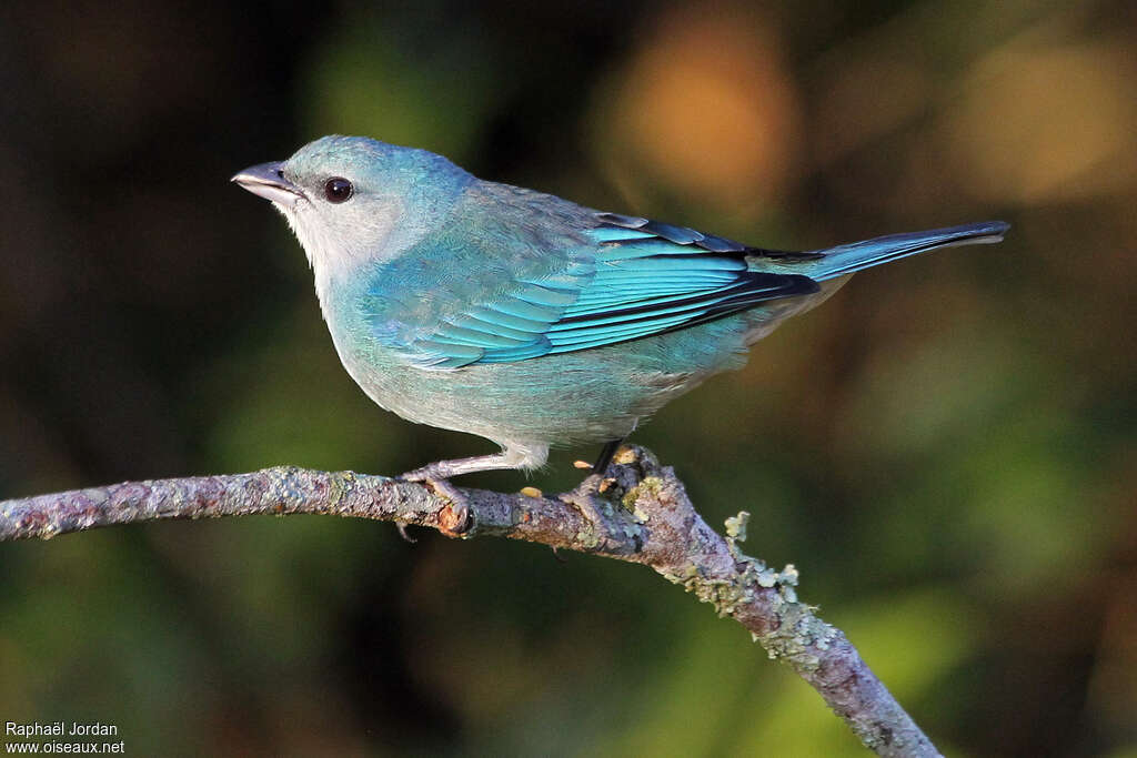 Azure-shouldered Tanageradult, identification