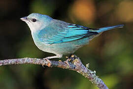 Azure-shouldered Tanager