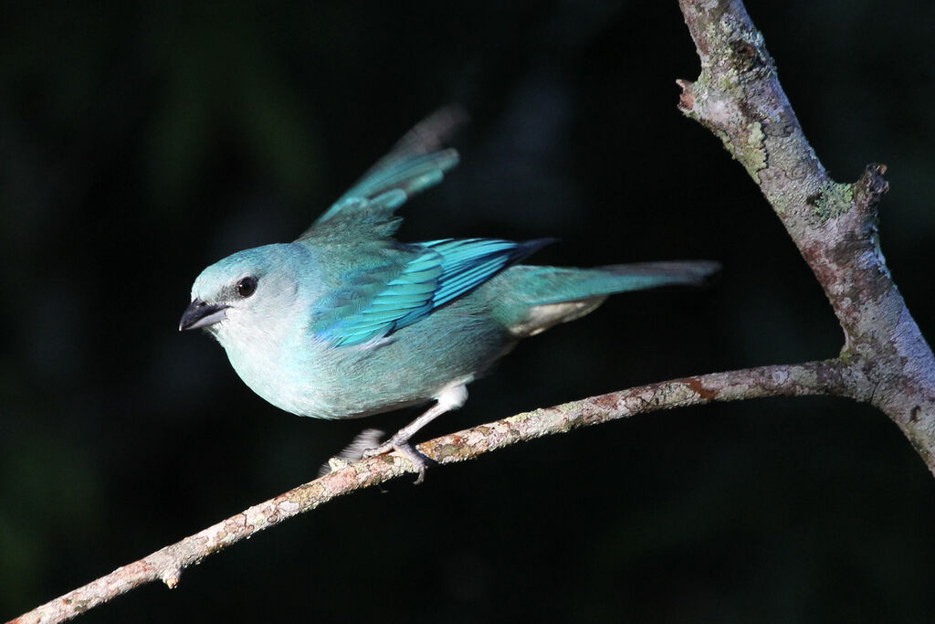 Azure-shouldered Tanager