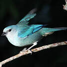Tangara à épaulettes bleues