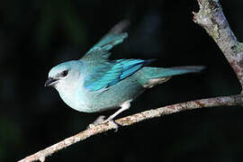 Azure-shouldered Tanager