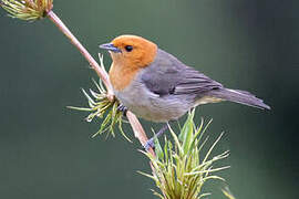 Brown-flanked Tanager