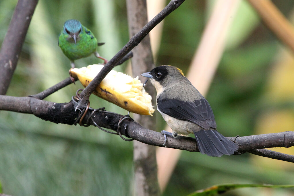 Black-goggled Tanager male adult