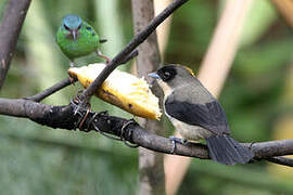 Black-goggled Tanager