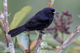 Red-shouldered Tanager