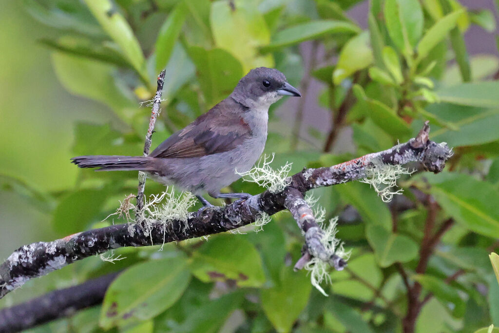 Red-shouldered Tanager female adult