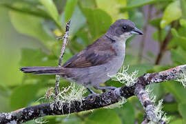 Red-shouldered Tanager