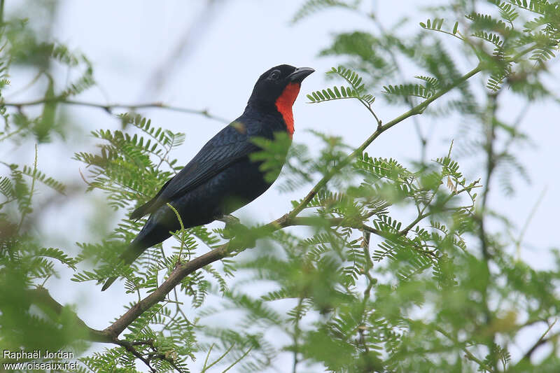 Scarlet-throated Tanager male adult breeding, identification