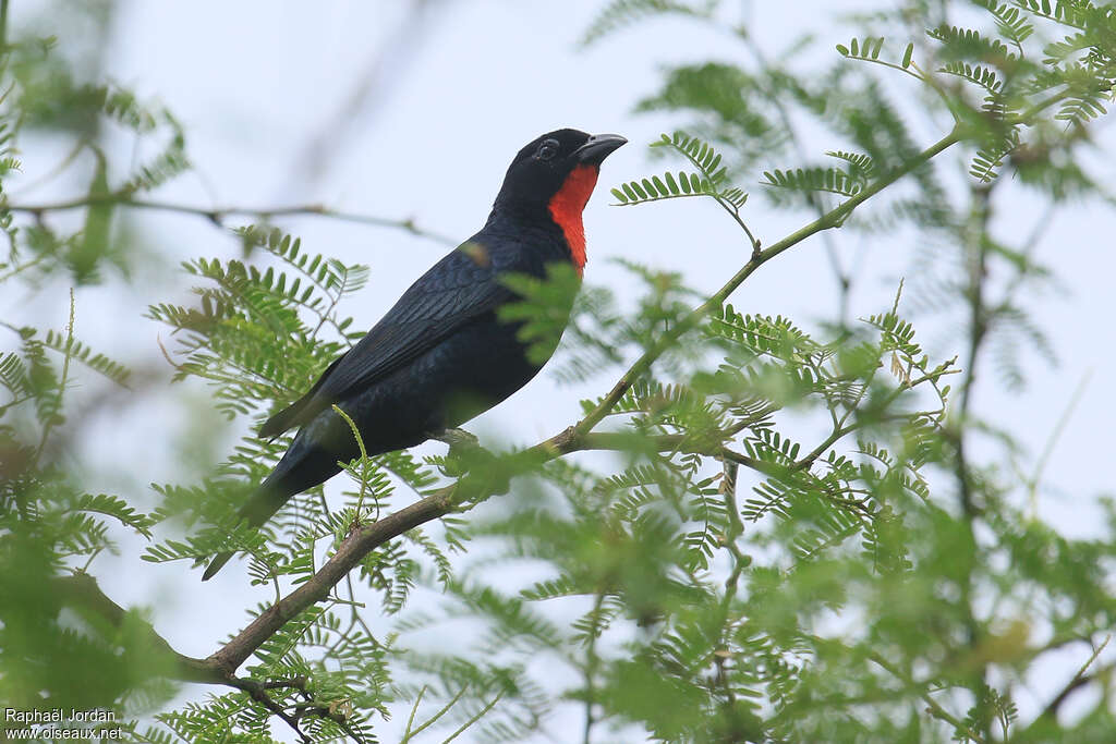 Tangara à gorge écarlate mâle adulte nuptial, identification