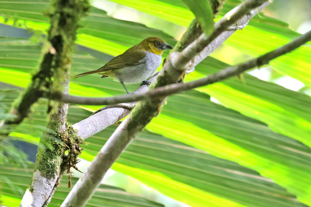 Yellow-throated Bush Tanageradult