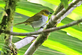 Yellow-throated Chlorospingus