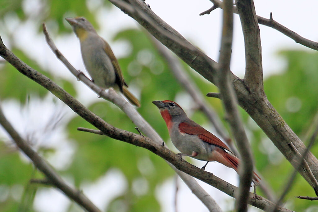 Rose-throated Tanageradult