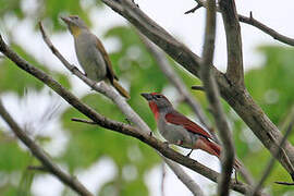 Rose-throated Tanager