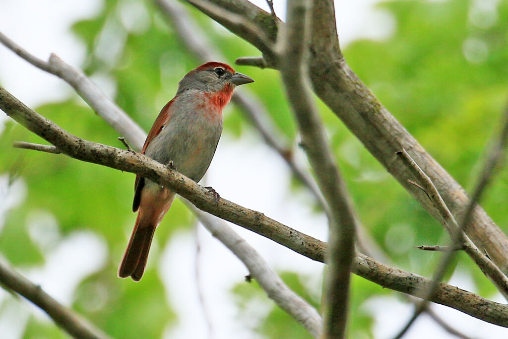 Rose-throated Tanager male adult