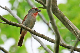 Rose-throated Tanager