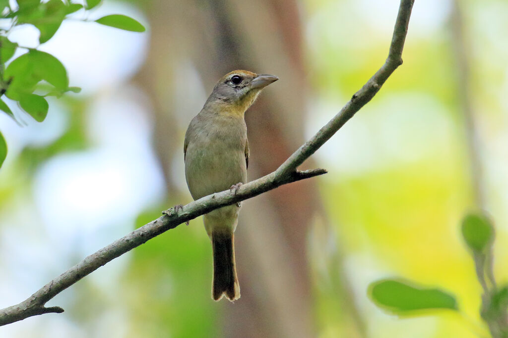 Rose-throated Tanager female adult