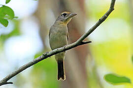 Rose-throated Tanager