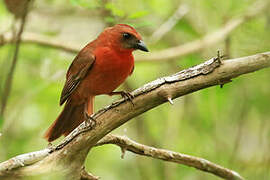 Red-throated Ant Tanager