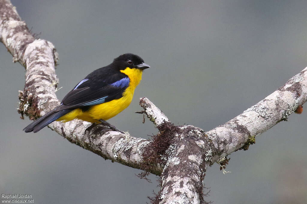 Blue-winged Mountain Tanageradult, identification