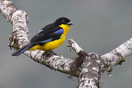 Blue-winged Mountain Tanager