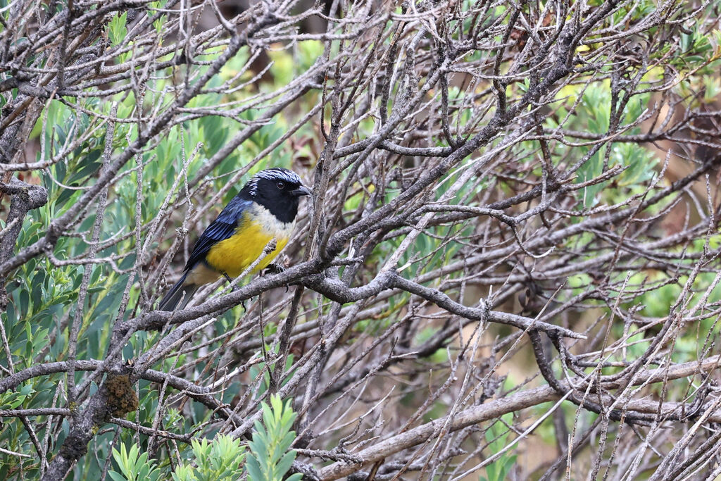 Tangara à poitrine fauve
