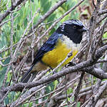 Tangara à poitrine fauve