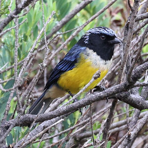 Tangara à poitrine fauve