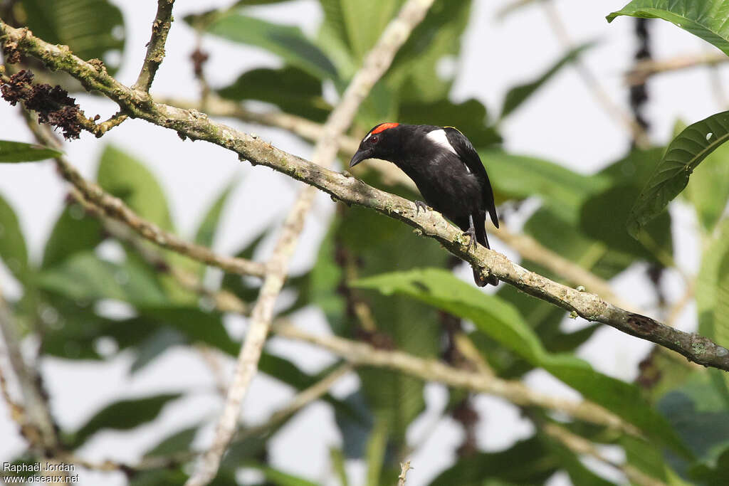 Scarlet-browed Tanager male adult, identification