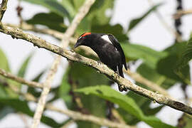 Scarlet-browed Tanager