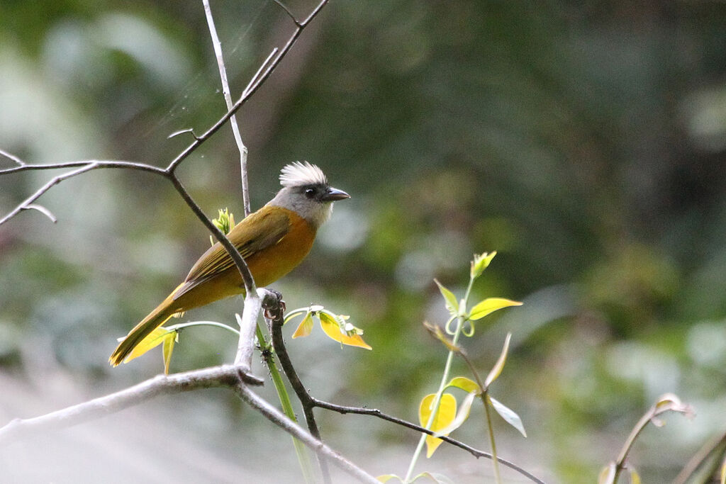 Grey-headed Tanageradult