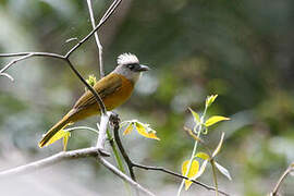 Grey-headed Tanager