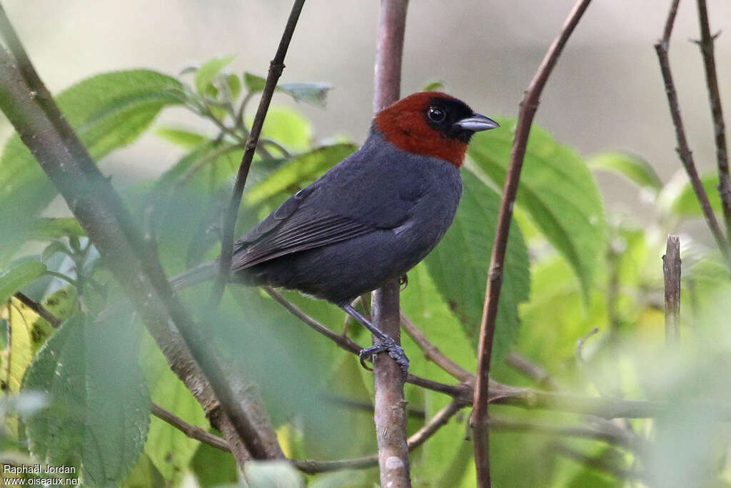 Chestnut-headed Tanager male adult, identification