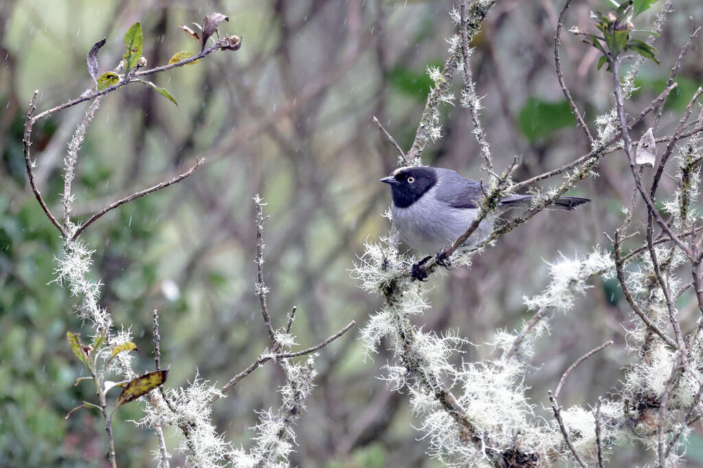 Black-headed Hemispingusadult