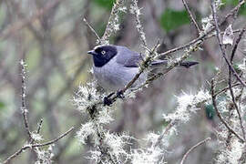 Black-headed Hemispingus