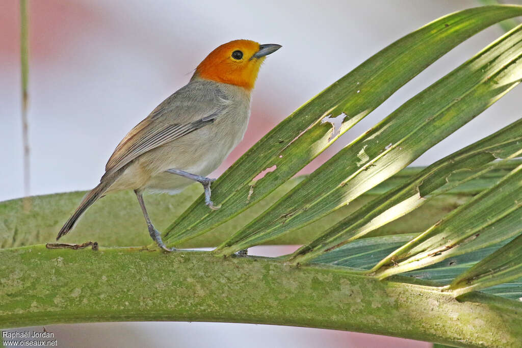 Orange-headed Tanageradult, identification