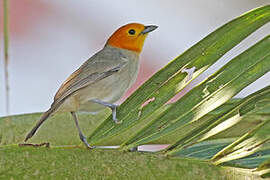 Orange-headed Tanager