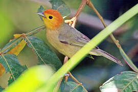 Orange-headed Tanager