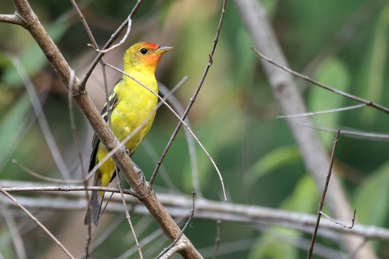 Western Tanager male