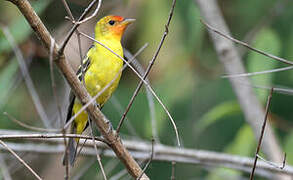 Western Tanager