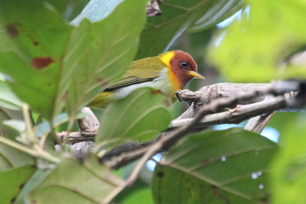 Tangara à tête rousse mâle adulte