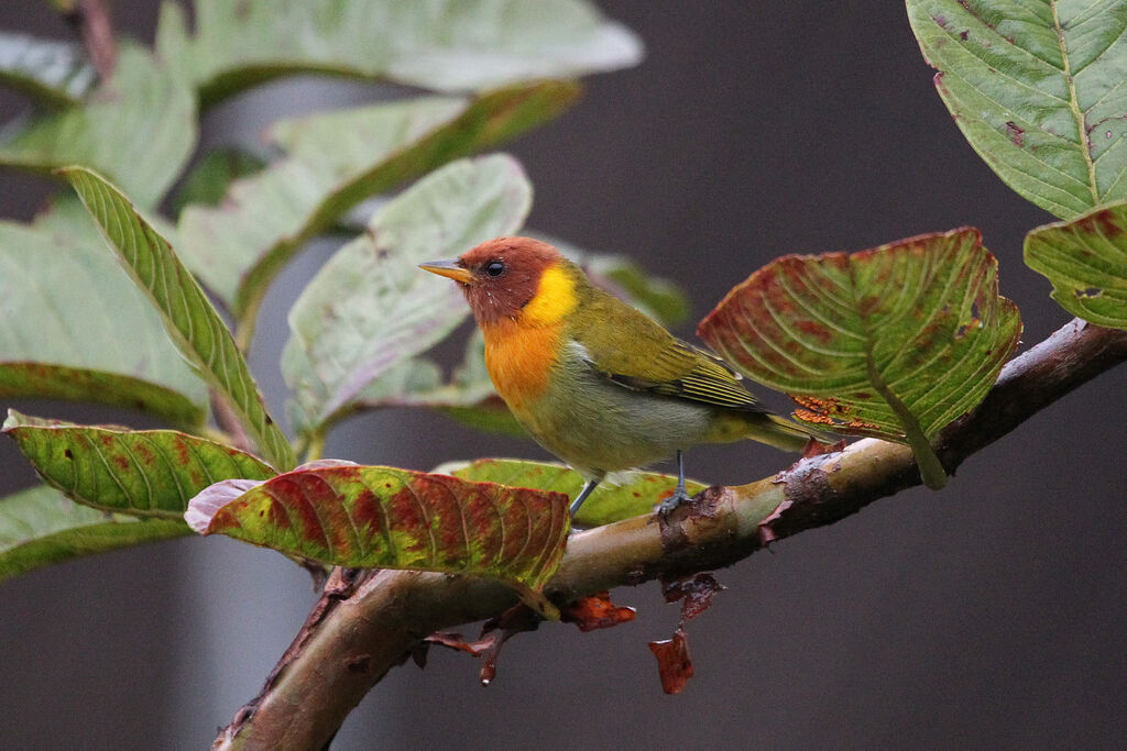 Rufous-headed Tanager