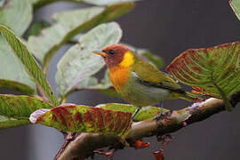 Rufous-headed Tanager