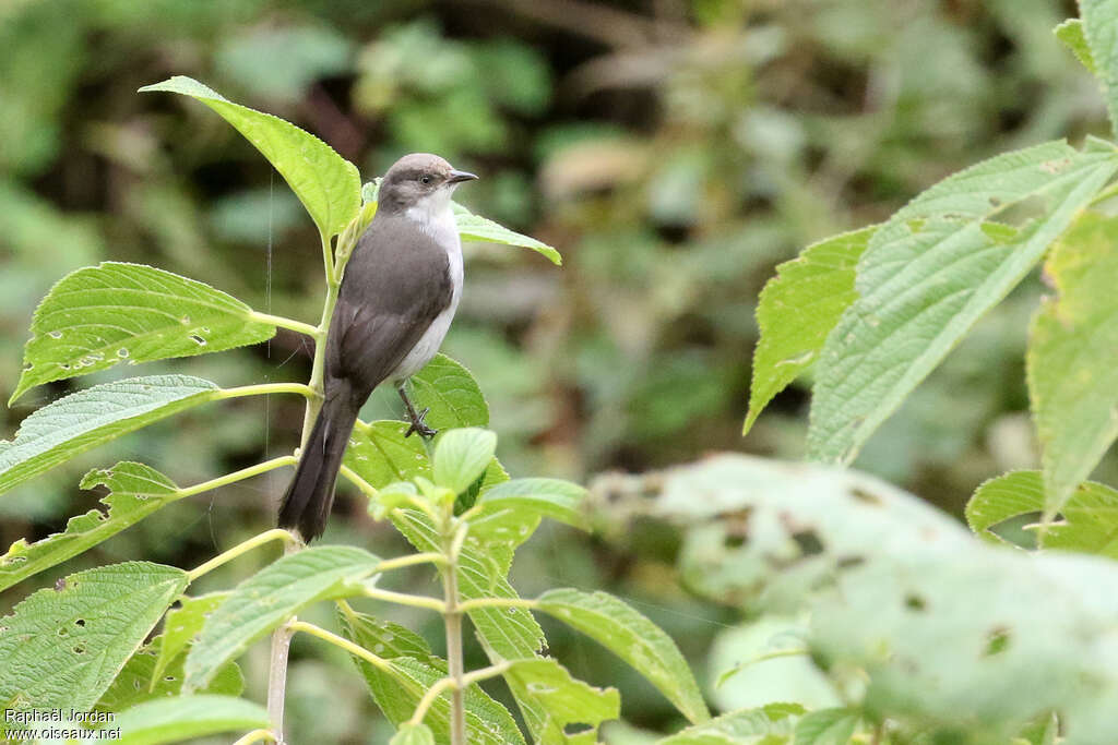 Tangara aux yeux jaunesadulte, identification