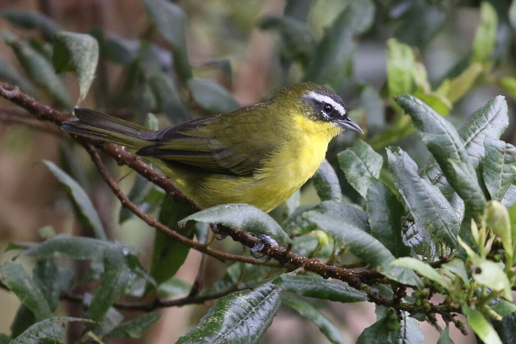 Superciliaried Hemispingusadult