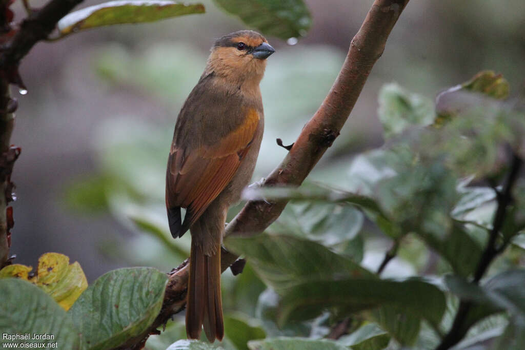 Brown Tanageradult, identification